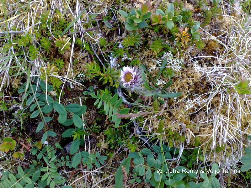 03082008138.jpg - Kukan nimi ehkä tunturikallioinen ?