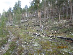 Metsäpalon jälkiä. Sad view after a forest fire.
