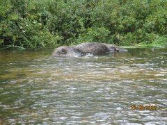 Hirven raato Jaurun kahluupaikan vieressä. There was a carcass of a moose in the river Jauru. Probably killed by a bear.
