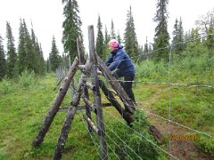 Poroaidan ylitys. Kitty is using a ladder to get to the other side of a reindeer fence.