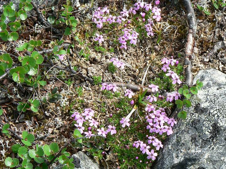 P1030128.JPG - Tunturikohokki.