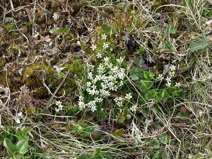 P1030161.JPG - Purorikko.